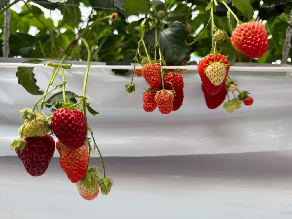 いちご狩り🍓